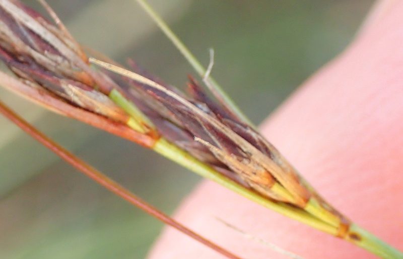 Schoenus graciliculmis, photographed by Nicola van Berkel