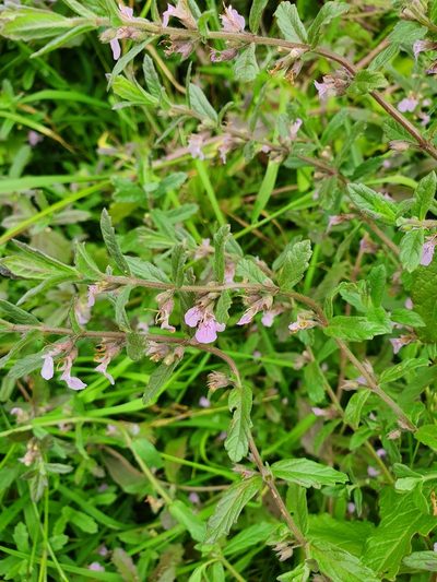 Teucrium scordium, photographed by Анна Митрошенкова