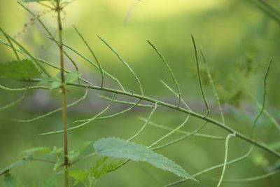 Hesperis sibirica, photographed by Nina Filippova