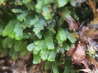 Riccardia palmata, photographed by Jonathan Hughes