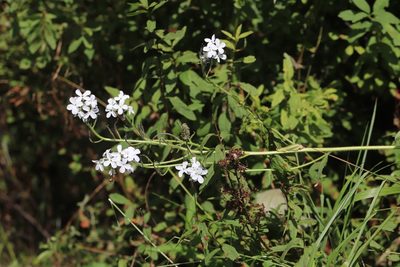 Hesperis sibirica, photographed by Nina Filippova