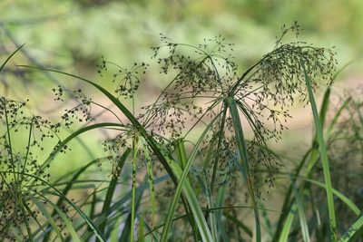 Scirpus radicans, photographed by Nina Filippova