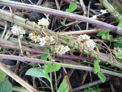 Cuscuta europaea, photographed by Силаева Татьяна Борисовна