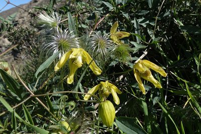 Clematis tangutica, photographed by John Barkla