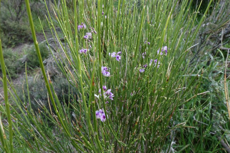 Carmichaelia compacta, photographed by John Barkla