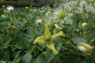 Clematis tangutica, photographed by John Barkla