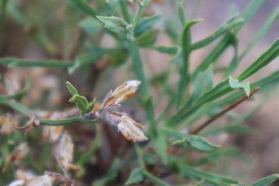 Genista tridentata, photographed by Vicente Lopes