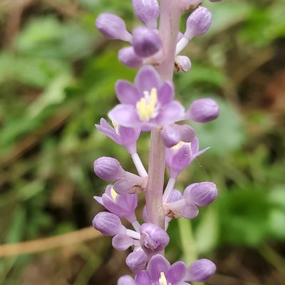 Liriope muscari, photographed by Mac Post