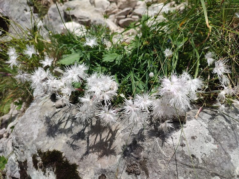 Dianthus spiculifolius, photographed by xulescu_g