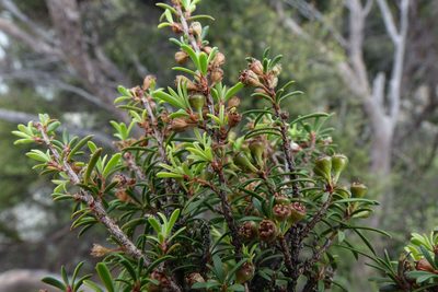 Kunzea serotina, photographed by John Barkla