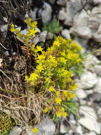 Sedum annuum, photographed by xulescu_g