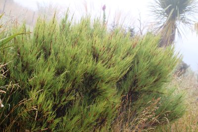 Dracophyllum acerosum, photographed by Joe Potter Butler