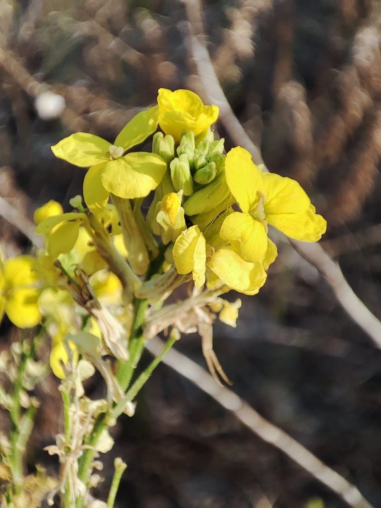 Erysimum canum, photographed by Igor Balashov