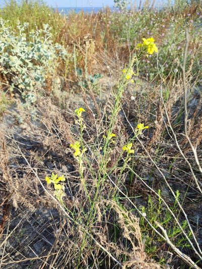 Erysimum canum, photographed by Igor Balashov