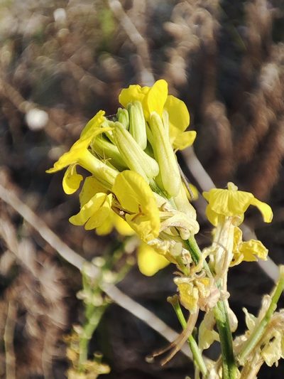 Erysimum canum, photographed by Igor Balashov