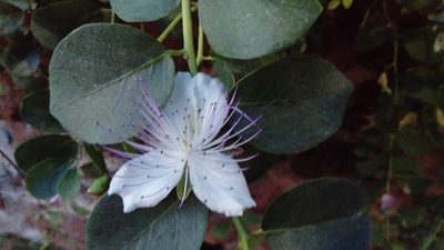 Capparis spinosa, photographed by Kenta Nakahashi