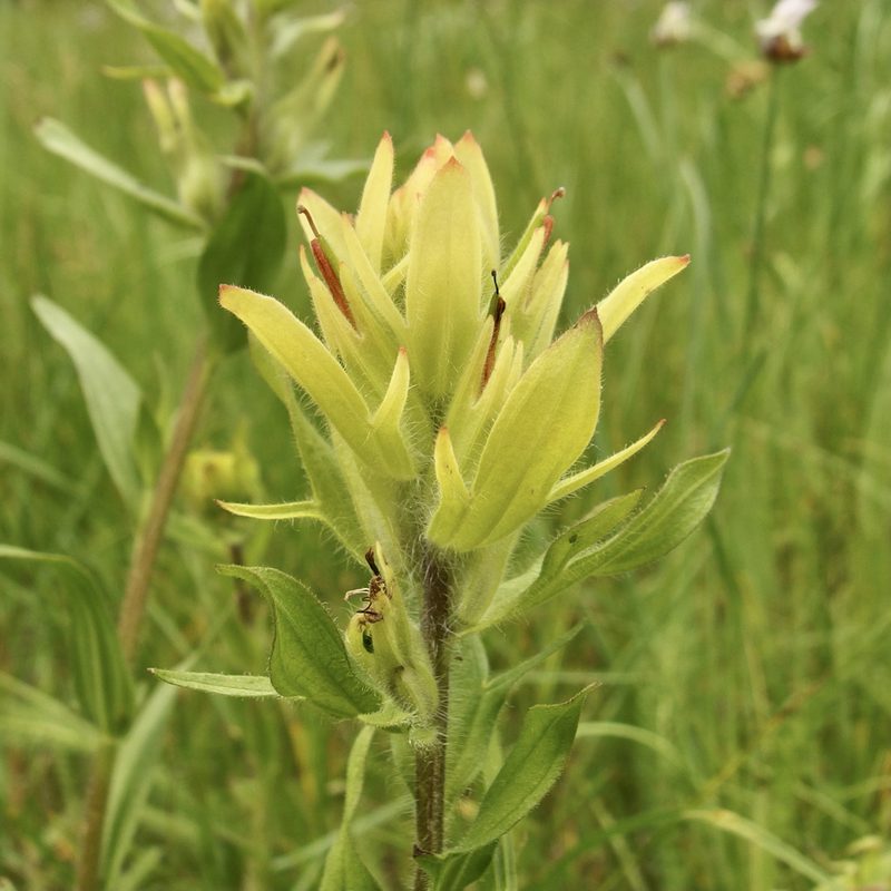 Castilleja mogollonica, photographed by Sue Carnahan