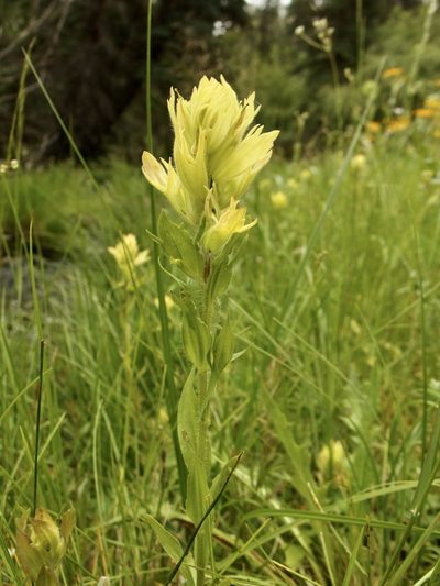 Castilleja mogollonica, photographed by Sue Carnahan