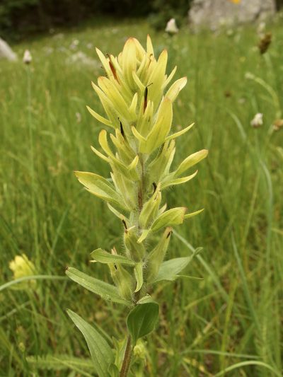 Castilleja mogollonica, photographed by Sue Carnahan