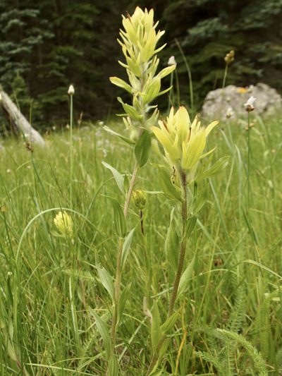 Castilleja mogollonica, photographed by Sue Carnahan