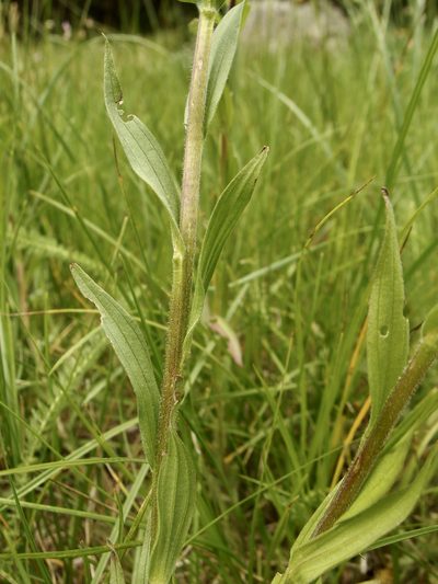 Castilleja mogollonica, photographed by Sue Carnahan