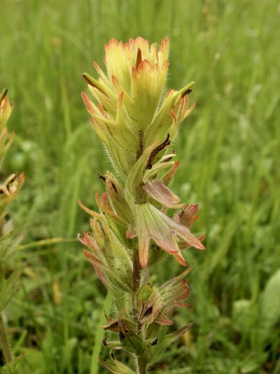 Castilleja mogollonica, photographed by Sue Carnahan