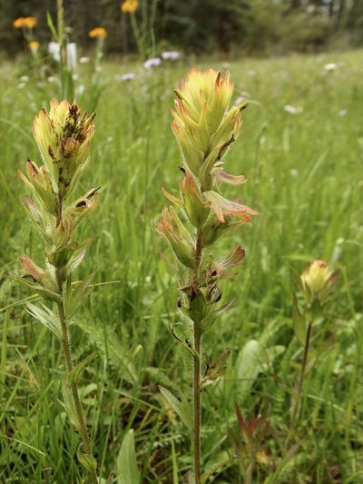 Castilleja mogollonica, photographed by Sue Carnahan