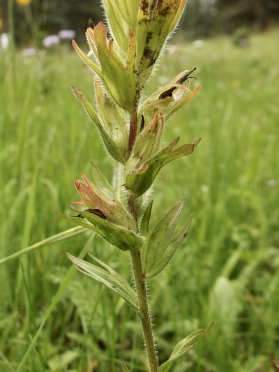 Castilleja mogollonica, photographed by Sue Carnahan