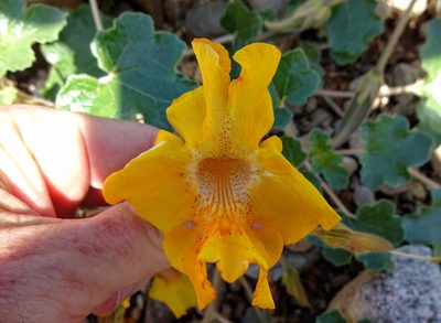 Proboscidea althaeifolia, photographed by Andrew Tree
