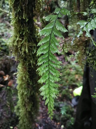 Hymenophyllum pectinatum, photographed by Inao Vasquez