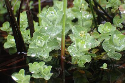 Hypericum elodes, photographed by Thomas Gyselinck