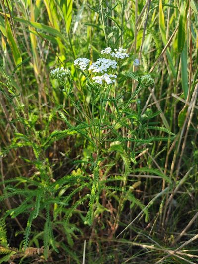 Achillea collina, photographed by Igor Balashov
