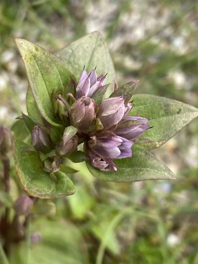 Gentianella aurea, photographed by Alan Weakley