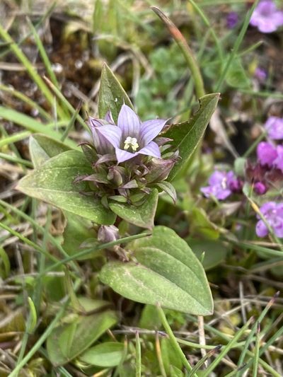 Gentianella aurea, photographed by Alan Weakley