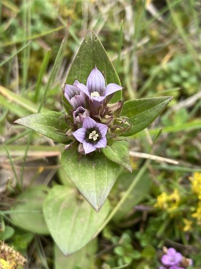 Gentianella aurea, photographed by Alan Weakley