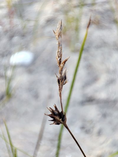 Carex colchica, photographed by Igor Balashov