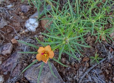 Portulaca suffrutescens, photographed by Andrew Tree