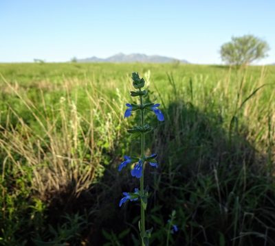 Salvia subincisa, photographed by Andrew Tree