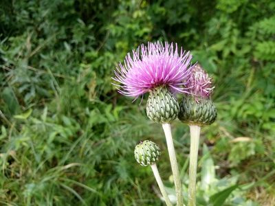 Dasyphyllum tomentosum, photographed by Vladimír Fuka