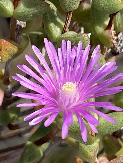 Ruschia virgata, photographed by Dave U
