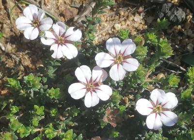Adenandra uniflora, photographed by flamelily