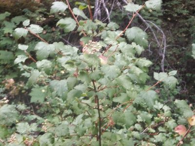 Physocarpus malvaceus, photographed by dougbrown