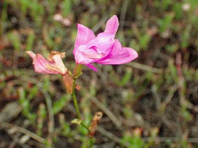 Calopogon tuberosus, photographed by Louis Imbeau