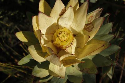 Leucadendron tinctum, photographed by Tony Rebelo