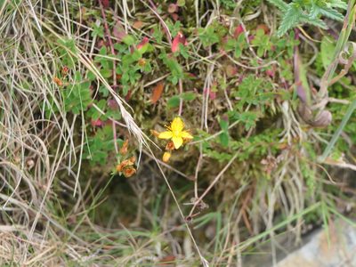 Hypericum pulchrum, photographed by Pete Bradshaw