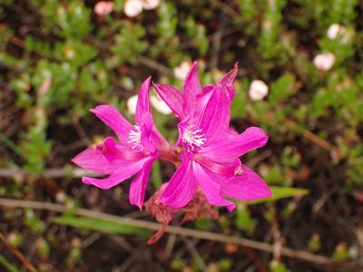 Calopogon tuberosus, photographed by Louis Imbeau