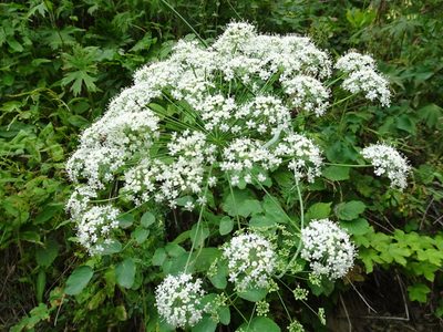 Laserpitium latifolium, photographed by Thomas Koffel