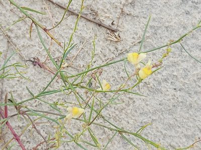 Linaria loeselii, photographed by Tomas Pocius