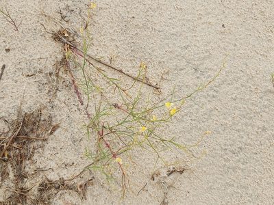 Linaria loeselii, photographed by Tomas Pocius