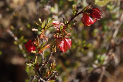 Hermannia angularis, photographed by Tony Rebelo